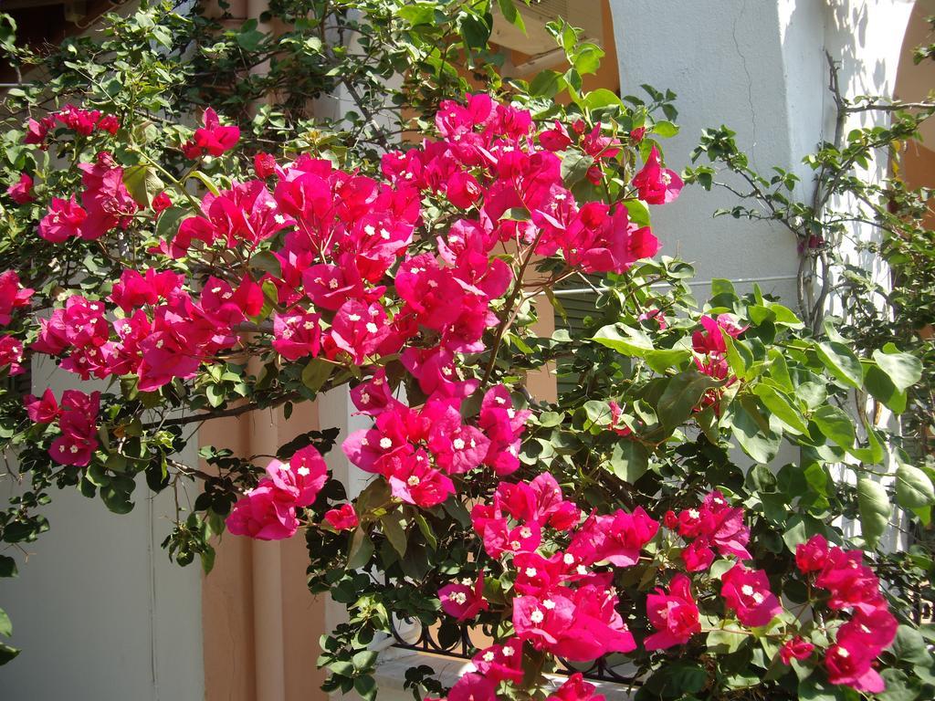 Athina Apartments Kato Korakiana Екстериор снимка